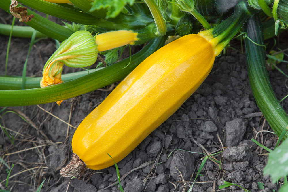 Gelbe Zucchini