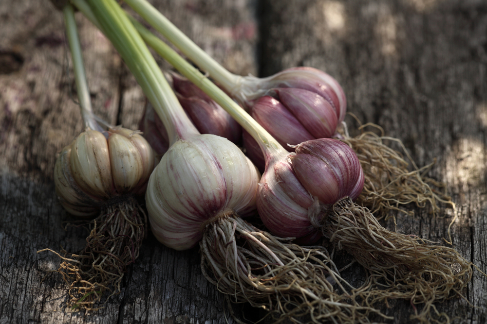 Knoblauchknollen