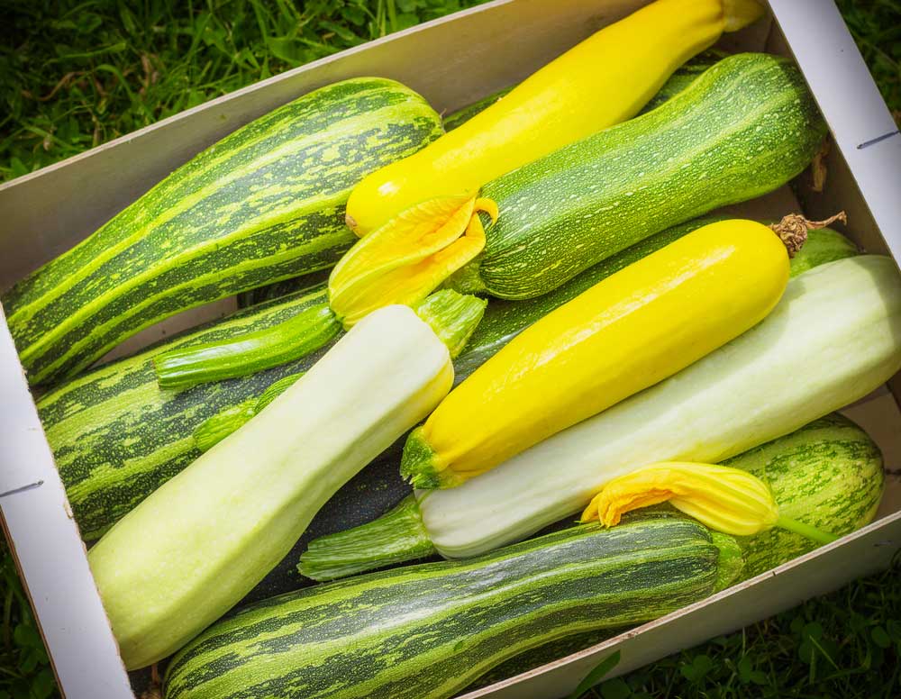 Zucchini
