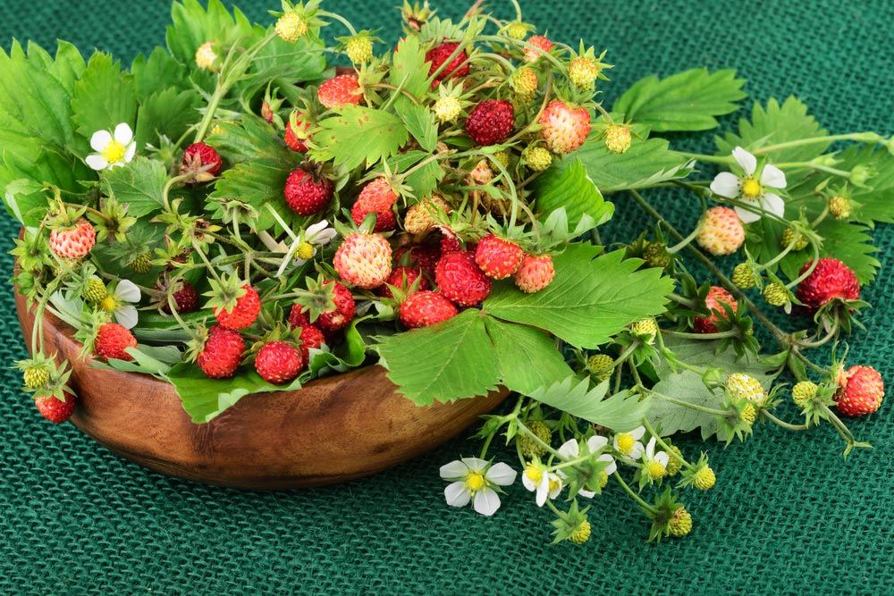 walderdbeeren 